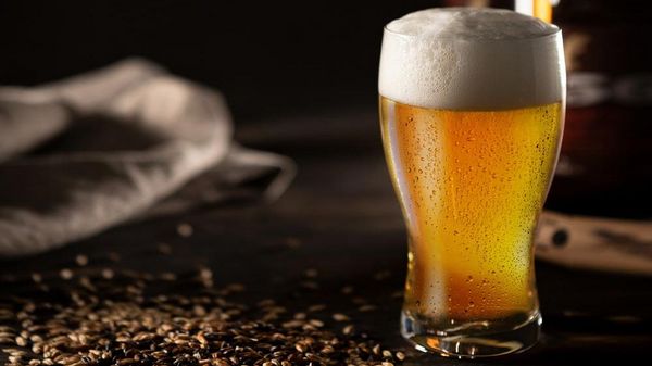 Glass with light-coloured beer and foam next to grains of malt on a table