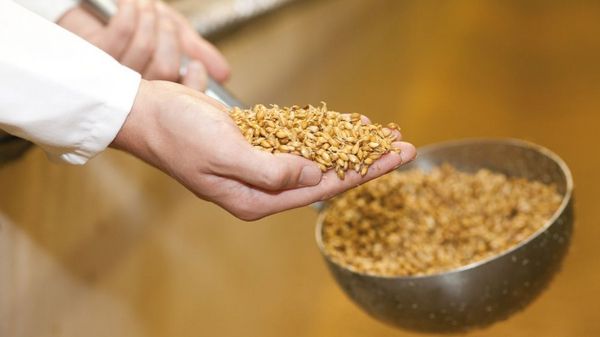 Employee checks malt kernels from the germination floor with a ladle
