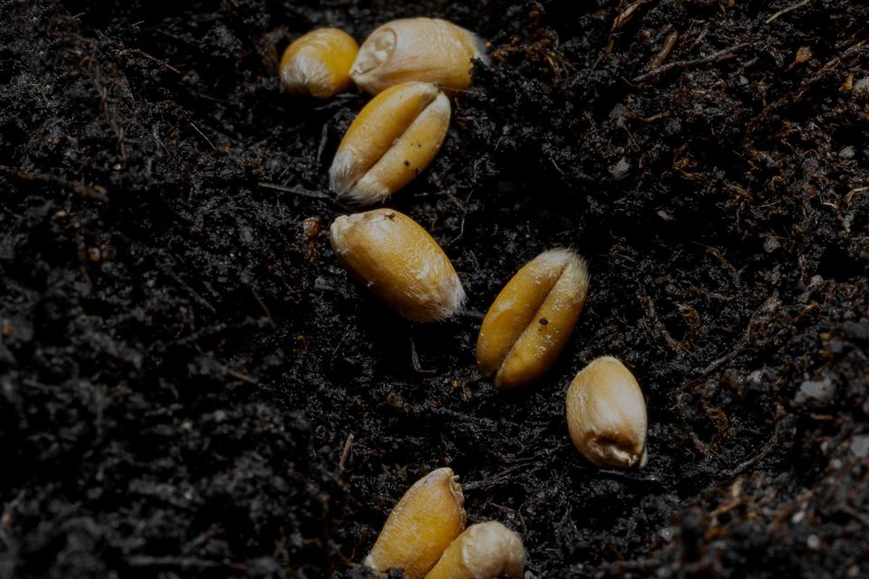 Seeds scattered in soil